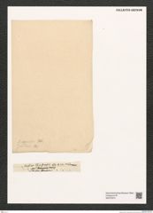 Diatomeae indet. Zeichnungen Sammlung Grunow (NHMW-BOT-W0375373)